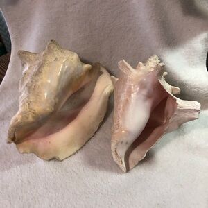 Natural Conch Shells Home Accent set of 2 bundle